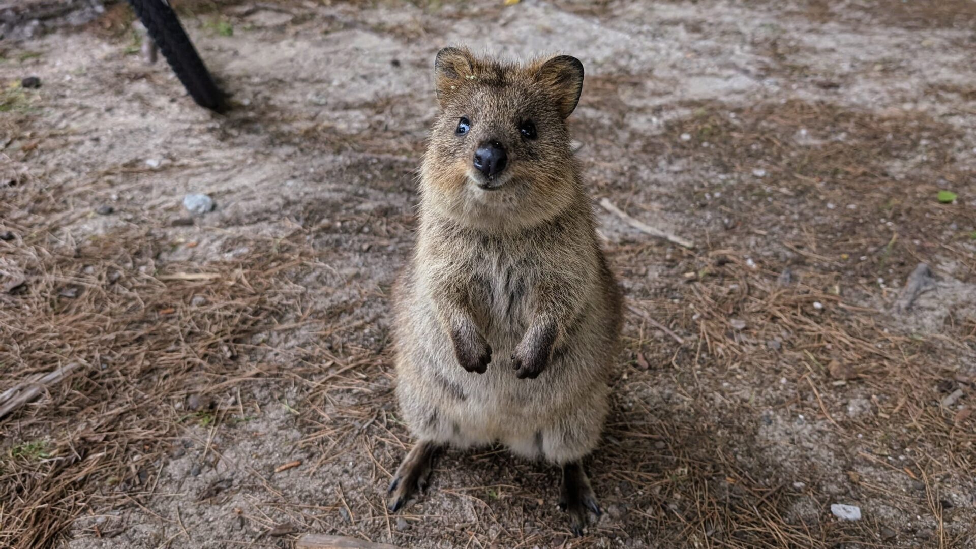quokka rottnest island