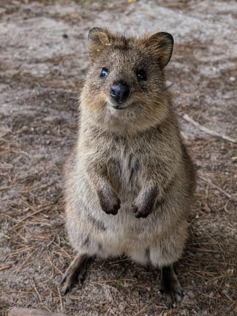 quokka rottnest island