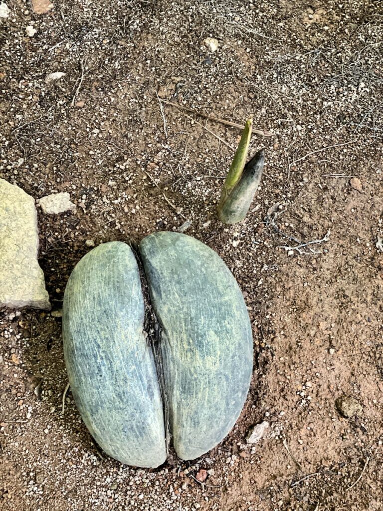 Coco de Mer
