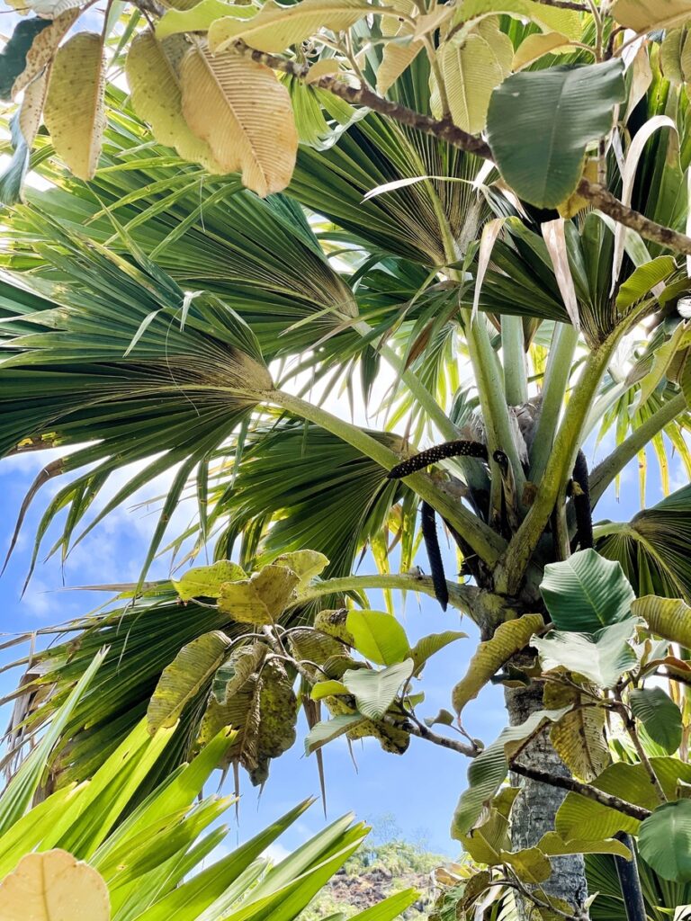 Männliche Coco de Mer