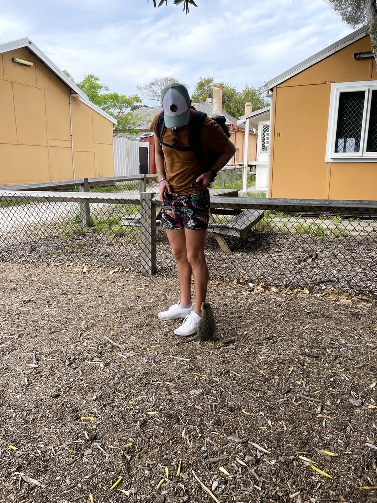 Kleines Quokka auf Rottnest Island