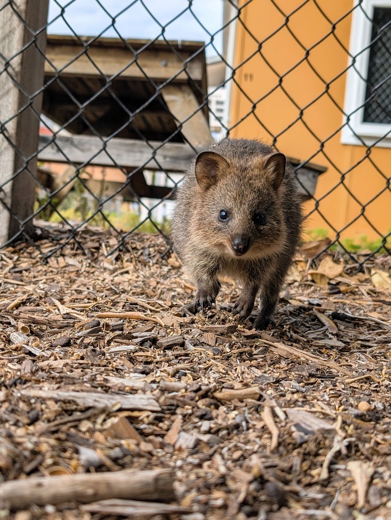 Zutrauliches Quokka