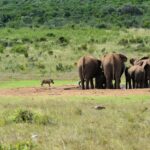 addo-elephant-nationalpark